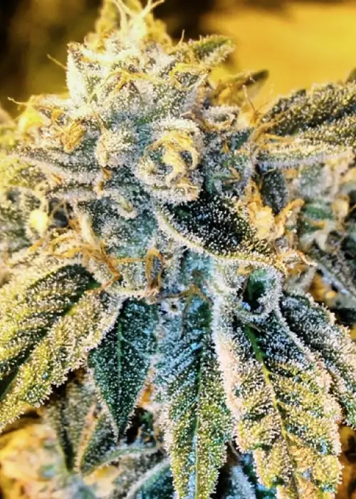 Cornbread by Rare Dankness, Photoperiod cannabis strain