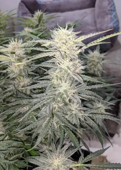 Cosmic Apprentice by Night Owl Seeds, Autoflower cannabis strain