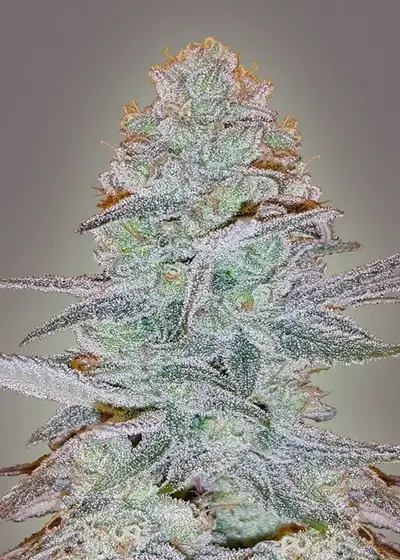 Cosmic Bomb Auto by Bomb Seeds, Autoflower cannabis strain