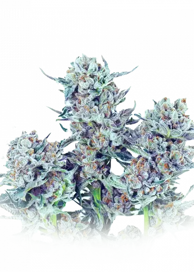 Cosmic Crunch by Future Genetix, Photoperiod cannabis strain