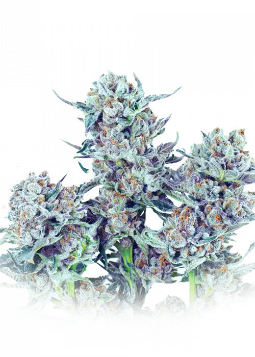Cosmic Crunch by Future Genetix, Photoperiod cannabis strain