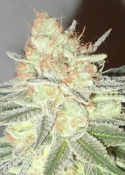 Cotton Candy Cane by Emerald Triangle Seeds, Photoperiod cannabis strain
