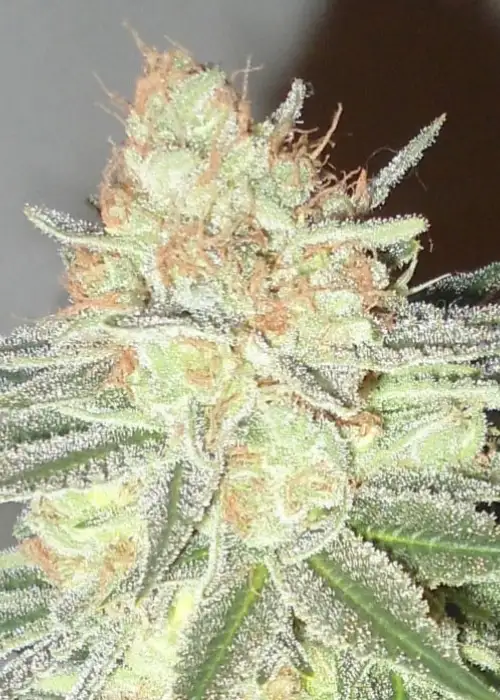 Cotton Candy Cane by Emerald Triangle Seeds, Photoperiod cannabis strain