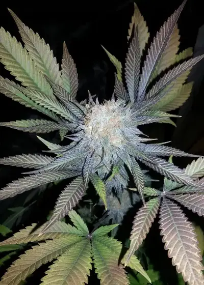 Cotton Candy by Delicious Seeds, Photoperiod cannabis strain