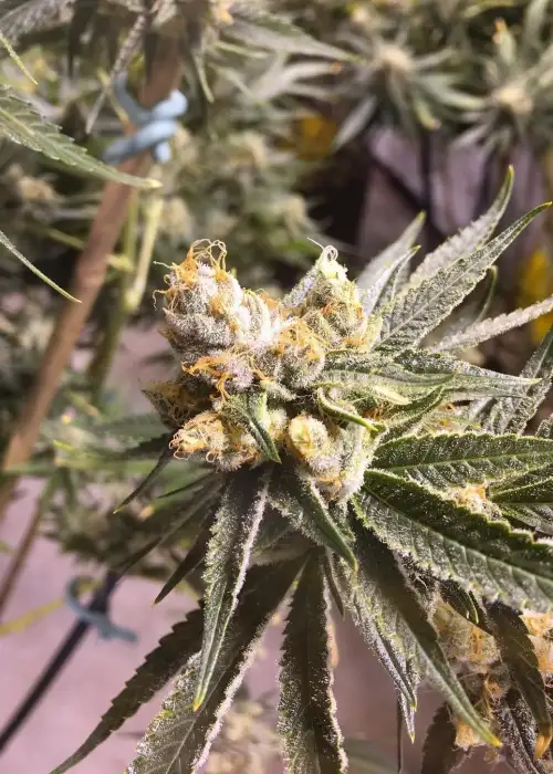 Cougar Milk by Bodhi Seeds, Photoperiod cannabis strain