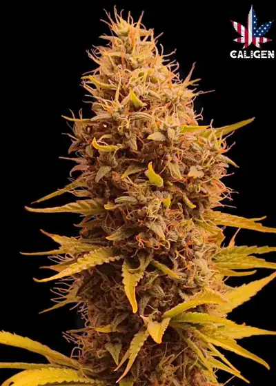 Cowboy Jack Auto by Caligen, Autoflower cannabis strain
