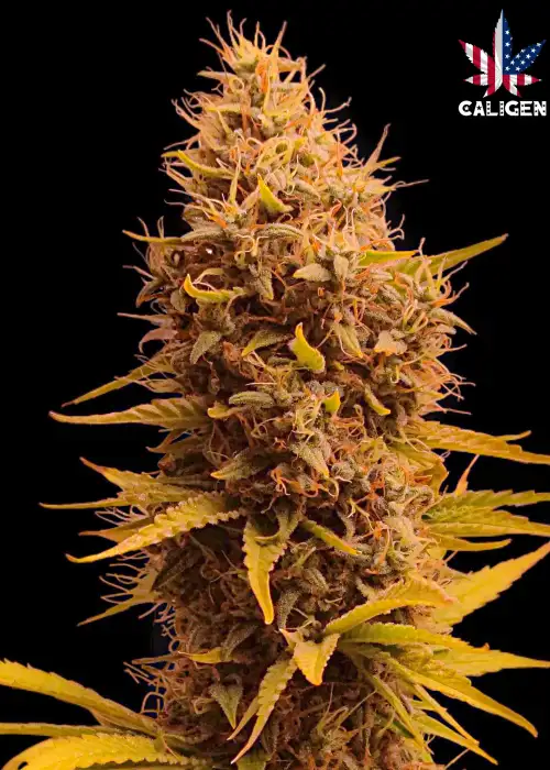Cowboy Jack Auto by Caligen, Autoflower cannabis strain
