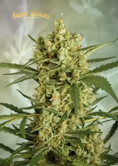 Crackers by Super Strains, Photoperiod cannabis strain