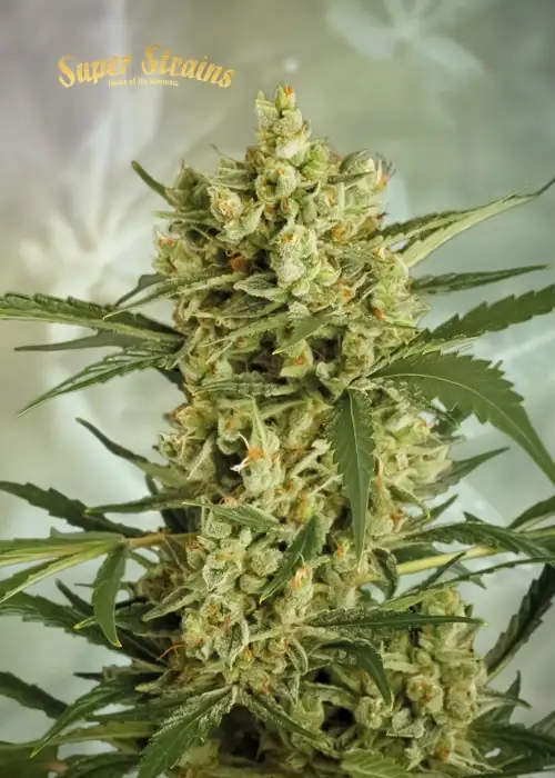 Crackers by Super Strains, Photoperiod cannabis strain