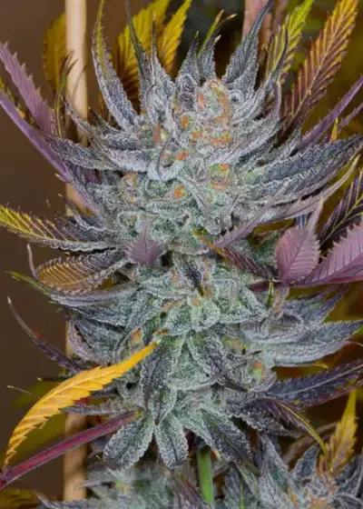 Crater Lake V6 cannabis strain