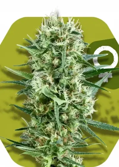Crazy Cookies by Zambeza, Photoperiod cannabis strain