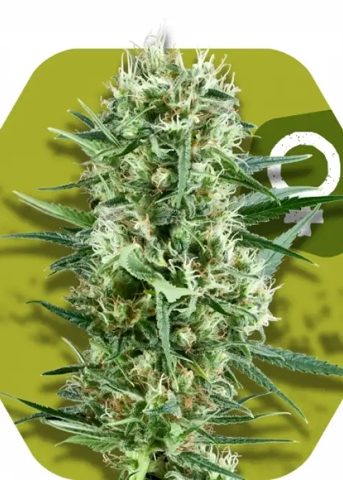 Crazy Cookies by Zambeza, Photoperiod cannabis strain