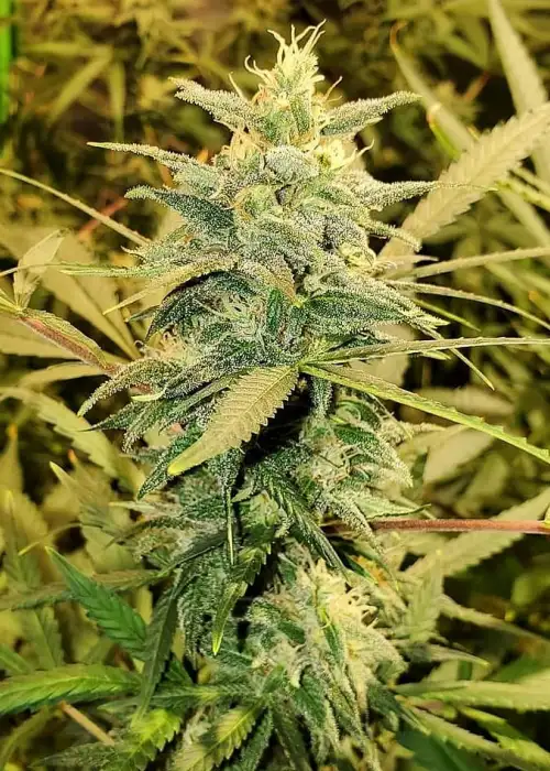 Crazy Miss Hyde Auto by Samsara Seeds, Autoflower cannabis strain