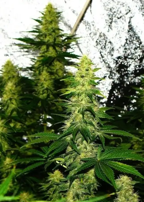 Crazy Miss Hyde by Samsara Seeds, Photoperiod cannabis strain