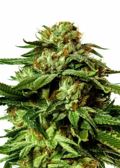 Crazy Mouse autoflower by Keraseeds, Autoflower cannabis strain