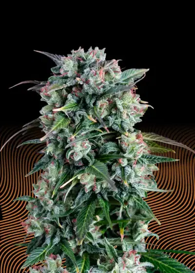 Cream Brulee Auto by Hypno Seeds, Autoflower cannabis strain