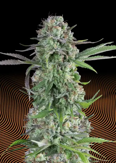 Cream Brulee by Hypno Seeds, Photoperiod cannabis strain