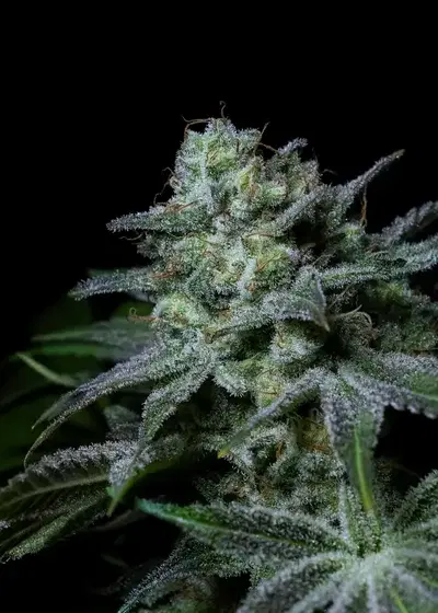 Cream Kong by Positronics Seeds, Photoperiod cannabis strain