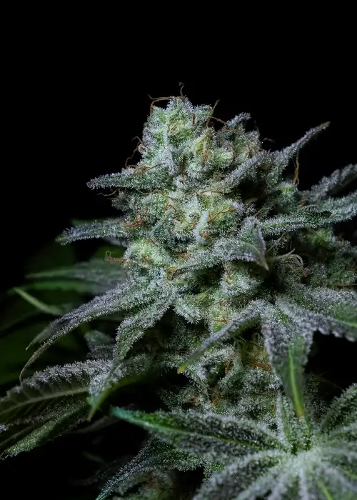 Cream Kong by Positronics Seeds, Photoperiod cannabis strain