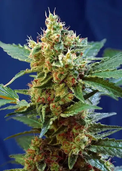 Cream Mandarine XL Auto® by Sweet Seeds, Autoflower cannabis strain