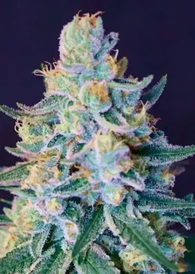 Creamsicle by Jungle Boys, Photoperiod cannabis strain