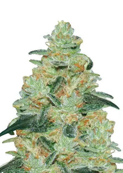 Creamy Mandarins Auto by Dutch Genetics, Autoflower cannabis strain