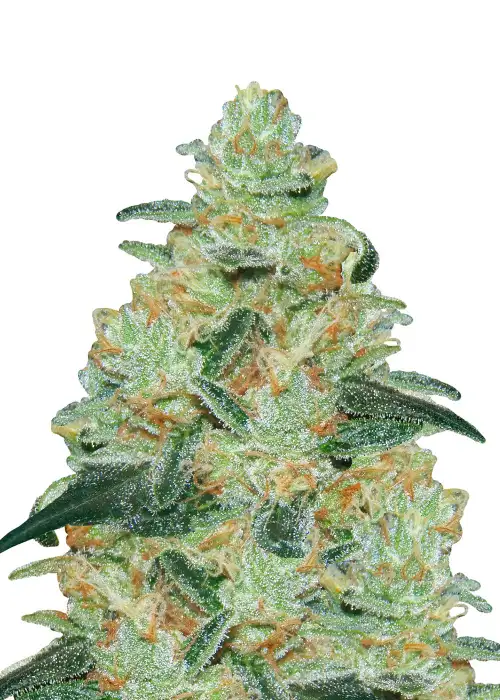 Creamy Mandarins Auto by Dutch Genetics, Autoflower cannabis strain