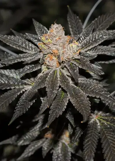 Creme Brulee Auto by The Bakery Seed Co., Autoflower cannabis strain