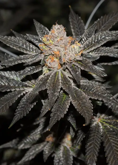Creme Brulee Auto by The Bakery Seed Co., Autoflower cannabis strain