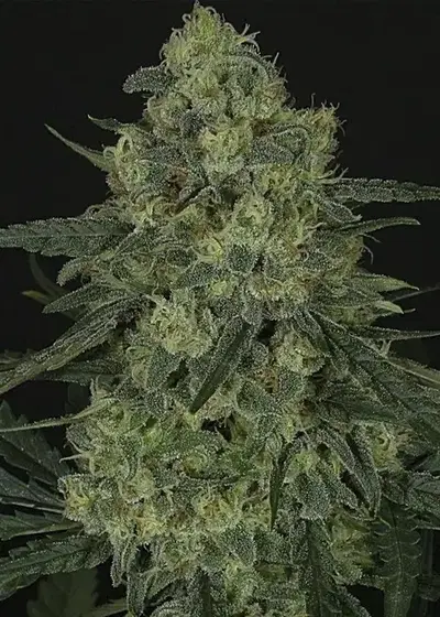 Criminal + by Ripper Seeds, Photoperiod cannabis strain