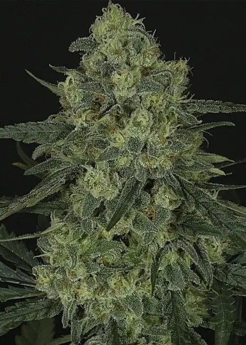 Criminal + by Ripper Seeds, Photoperiod cannabis strain