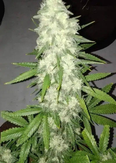 Crimson Skunk by Sumo Seeds, Photoperiod cannabis strain