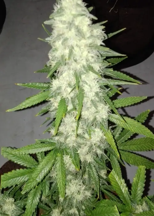 Crimson Skunk by Sumo Seeds, Photoperiod cannabis strain
