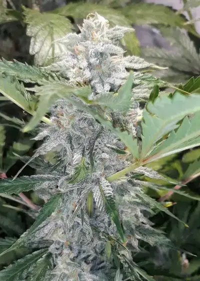 Crinkle Cut Auto by Twisted Tree Autoflowers, Autoflower cannabis strain