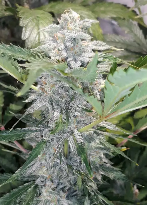 Crinkle Cut Auto by Twisted Tree Autoflowers, Autoflower cannabis strain