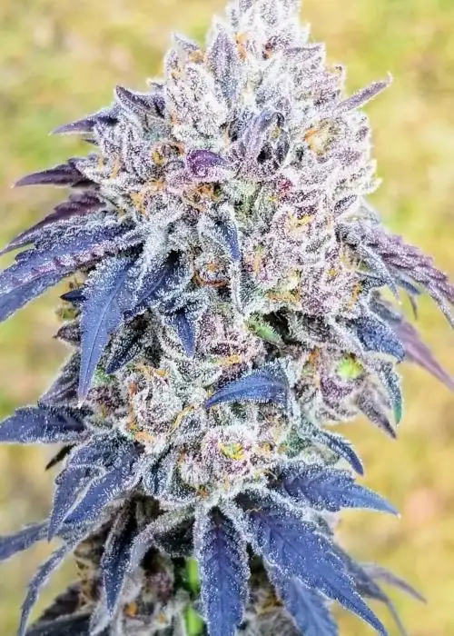 Crispz by Umami Seed Co, Photoperiod cannabis strain