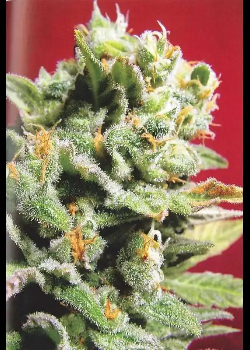 Cristal Limit by KC Brains, Photoperiod cannabis strain