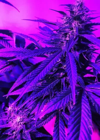 Cristal Paradise by KC Brains, Photoperiod cannabis strain