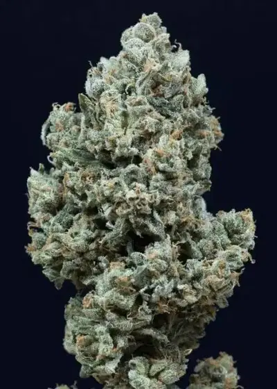 Critical + 2.0 Auto by Bulk Genetics, Autoflower cannabis strain