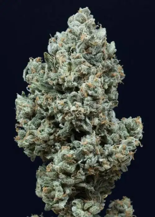 Critical + 2.0 Auto by Bulk Genetics, Autoflower cannabis strain