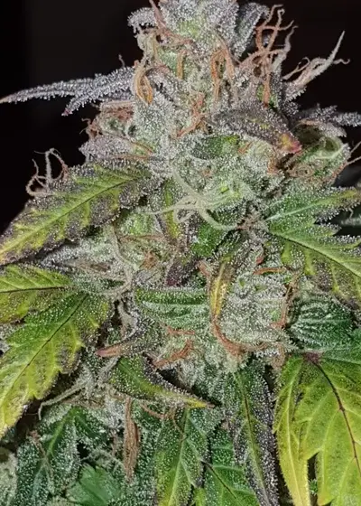 Critical +2 XXL Auto by BSF Seeds, Autoflower cannabis strain