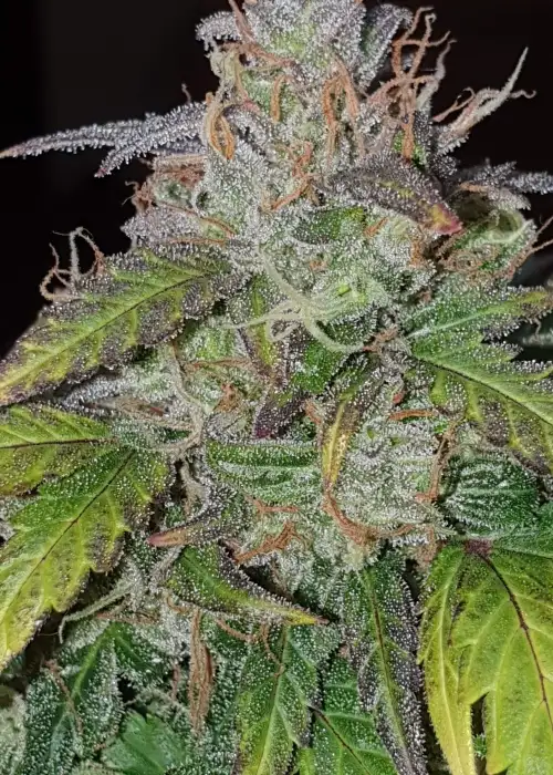 Critical +2 XXL Auto by BSF Seeds, Autoflower cannabis strain