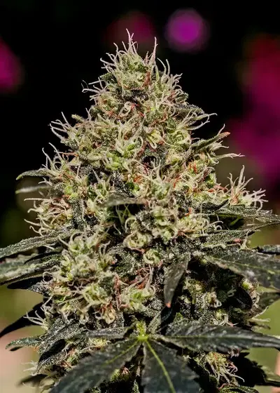 Critical #47 by Positronics Seeds, Photoperiod cannabis strain