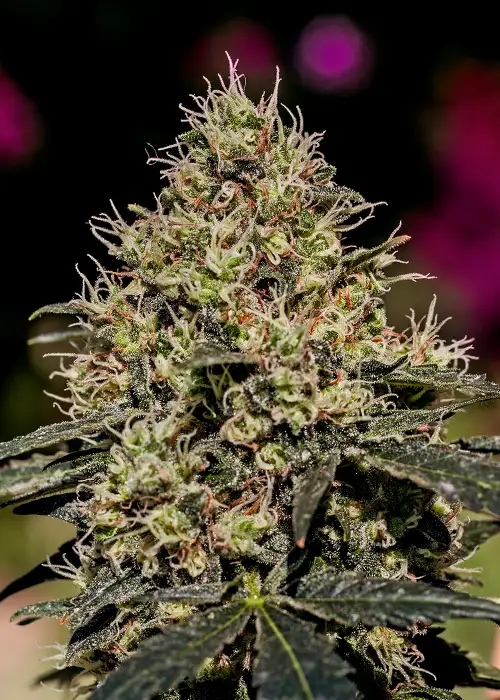 Critical #47 by Positronics Seeds, Photoperiod cannabis strain