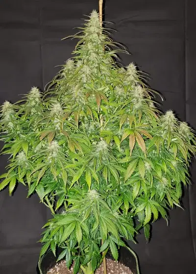 Critical Auto by Herbies USA Express, Autoflower cannabis strain