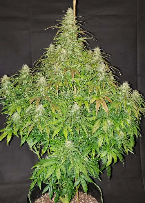 Critical Auto by Herbies USA Express, Autoflower cannabis strain