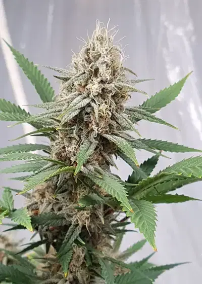 Critical Banana Smoothie by Tastebudz Genetics, Photoperiod cannabis strain