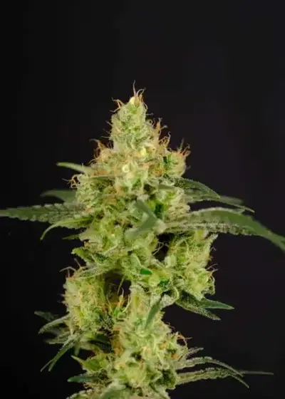 Critical Churchill by President Seeds, Photoperiod cannabis strain