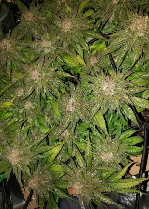 Critical Daddy Purple by Blimburn Seeds, Photoperiod cannabis strain