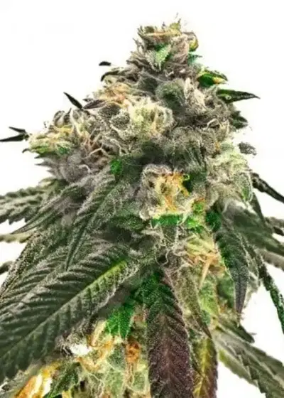 Critical Fast Bud Autoflowering by Coastal Genetics, Autoflower cannabis strain